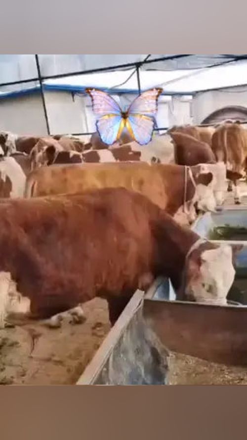 家畜 农村动物 动物随手拍 牛 养殖