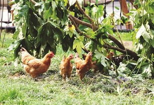 南京居民区养鸡禁令成摆设 饲养家禽存传播疾病隐患